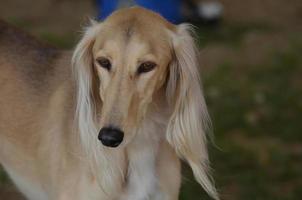 blond saluki sikthund foto