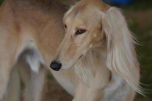 stor ansikte av en saluki hund profil foto