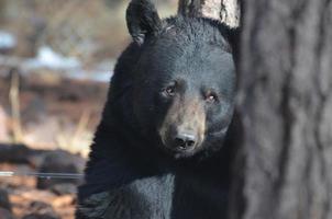 vild svartbjörn lutad mot ett träd foto