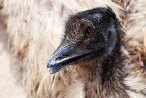 stor befjädrad emu-fågel foto