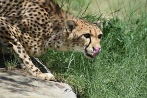 gepard katt slickar sin näsa med sin rosa tunga foto