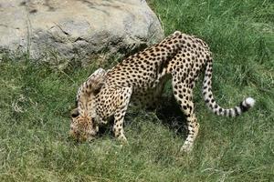 gepard med huvudet begravt i högt grönt gräs foto