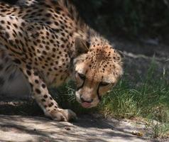 attraktiv vilande gepard i en snäv huka foto