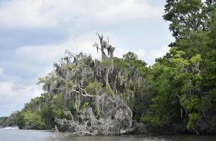 gammalt träd fallit i bayou i louisiana foto