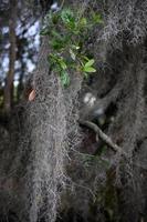 aerofyt draperad på ett träd i louisiana foto
