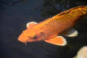fantastisk orange koi fisk simmar i en zen damm foto