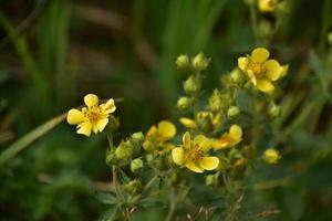 ganska ljusgula vildblommor på sommaren foto