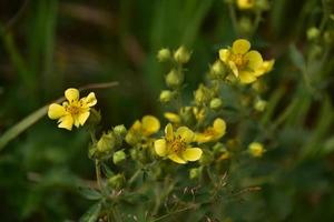 spirande och blommande gula vildblommor på sommaren foto