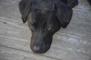 söta ansikte av en svart labrador retriever hund vilar huvudet foto