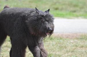 bedårande svart bouviers des Flanders hund foto