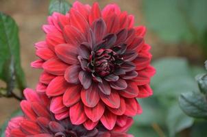 vacker blommande röd dahlia blomma foto