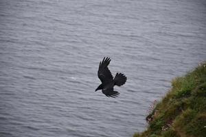 profil av en stor svart kråka som flyger över havet foto