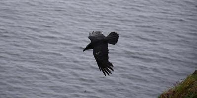 vacker svart kråka flyger med vingarna vidöppna foto