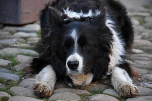 svart och vit border collie hukar på kullerstenar foto