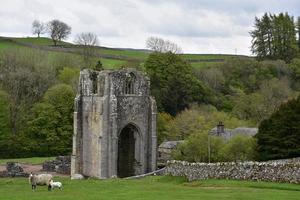 betande får vid Shap Abbey i England foto