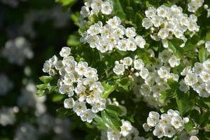 vackert blommande fruktträd med massor av blommor foto