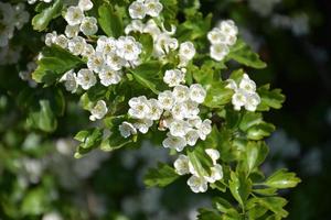 kluster av blommande äppelblommor på ett fruktträd foto