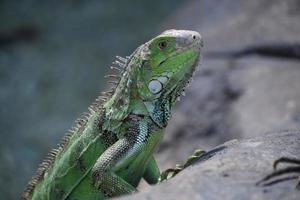 tittar in i ögat på en grön leguan foto