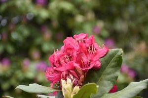 ganska blommande röda rhododendronblommor på en buske foto