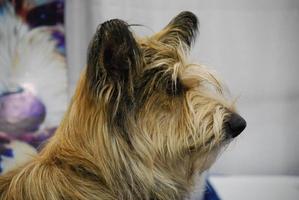 profil av en berger picard hund foto