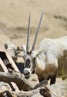 långa raka horn på en sötslipad arabisk oryx foto