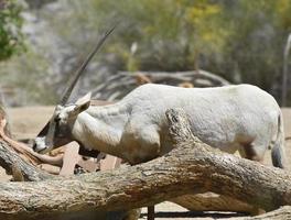 arabisk oryx med mycket långa raka horn foto