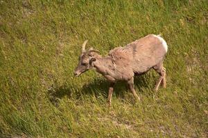 storhornsfår i en liten glänta på ett fält foto