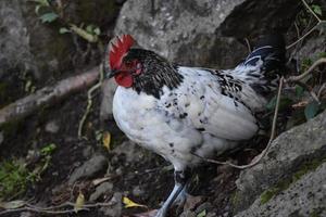 frigående vit och svart fjäderkyckling foto