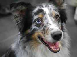 merle australian shepherd foto