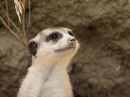 stor ansikte av en surikat foto