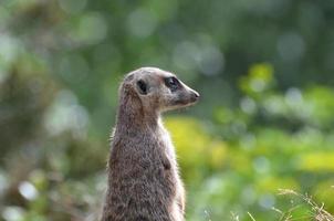 bra profil av en surikat foto
