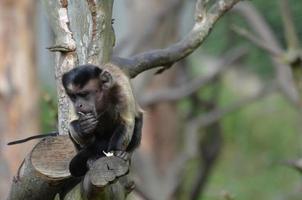 tofs capuchin apa sitter på en låg gren i ett träd foto