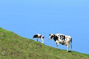 vit och svart kalv och ko vid kusten foto