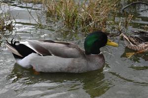 vacker simmande grönhårig gräsand simmar runt foto