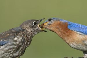 manlig östra blåfågel med baby foto