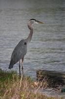 närbild titta på en stor blå häger i louisiana foto