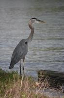 ensam stor blåhäger som står på flodstranden foto