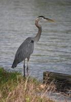 fantastisk blå häger på flodstranden foto