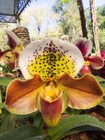 dam toffel orkidé är unik form foto