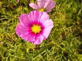 rosa mossa blommor under molnig blå himmel foto