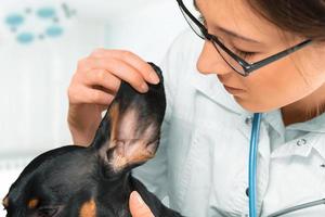 veterinär undersöker hundens öra foto