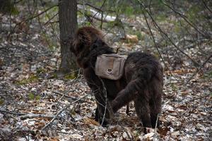 bedårande newfoundlandsvalp med en ryggsäck foto