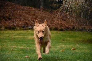 golden duck tolling retriever hund springer och hoppar foto