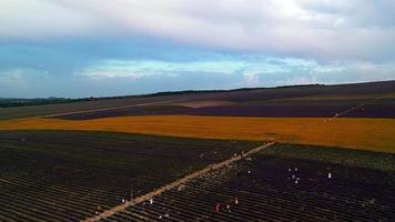 Flygfoto över lavendelfältet med människor foto