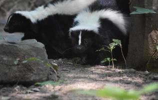 ett par gosande skunks i en stock foto