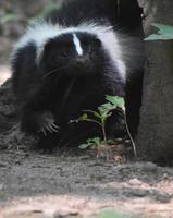 skunk höjer sin tass upp i naturen foto