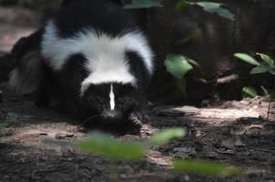 bedårande skunk som kryper längs skogsbotten foto