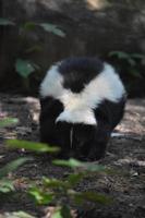 svart och vitrandig skunk som luktar marken foto