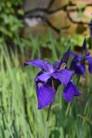 vårträdgård med blommande lila sibiriska iris som blommar foto