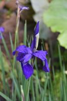 spirande sibirisk iris blomma på våren foto